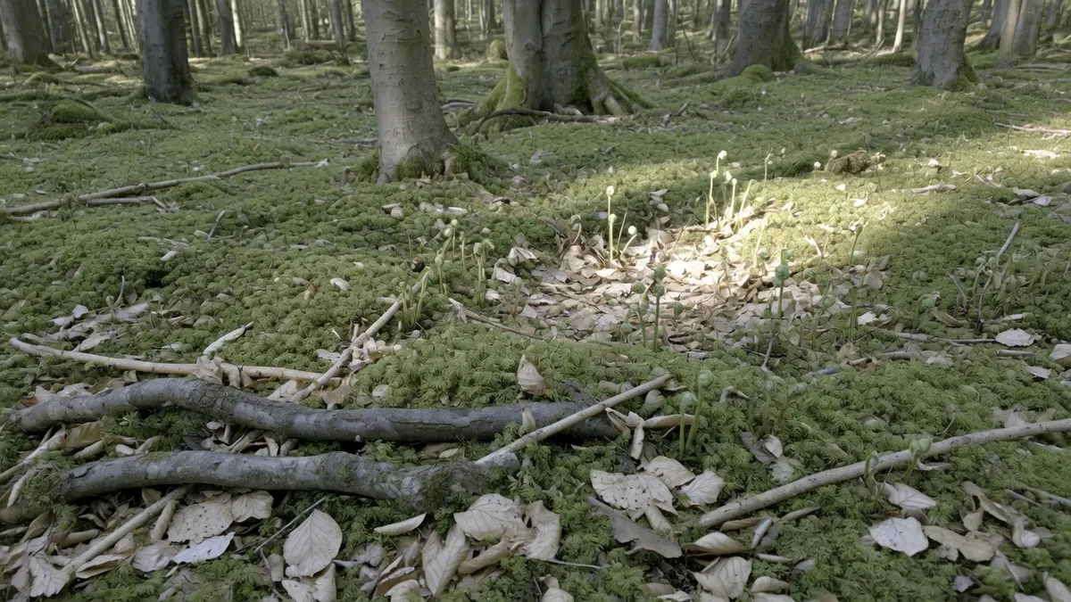 Mech, młode paprocie i suche liście na dnie bukowego lasu w wiosennym słońcu